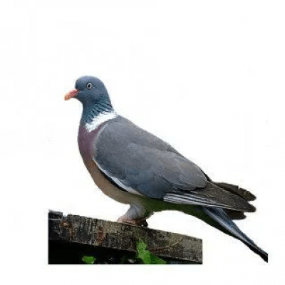 columba-palumbus