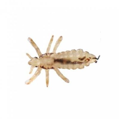 pidocchio