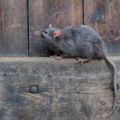 rattus-rattus