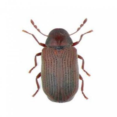 tarlo-anobius-punctatum