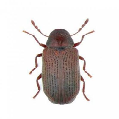 tarlo-anobius-punctatum