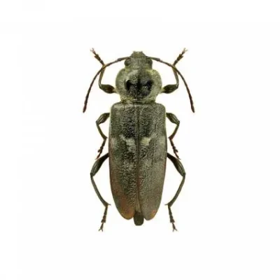 tarlo-hylotrupes-bajulus