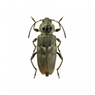tarlo-hylotrupes-bajulus