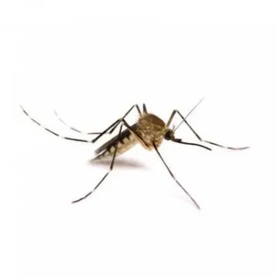 zanzara-comune